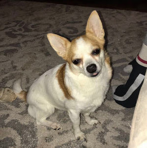 Meet your Posher, Shayla